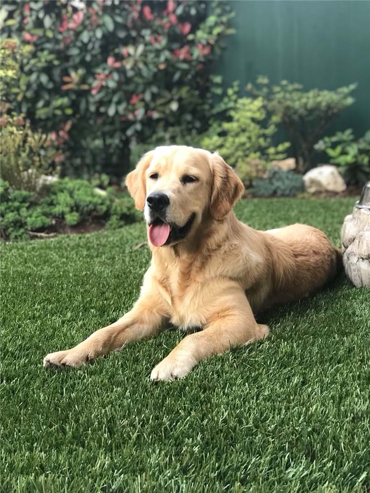 News Erba sintetica adatta agli animali