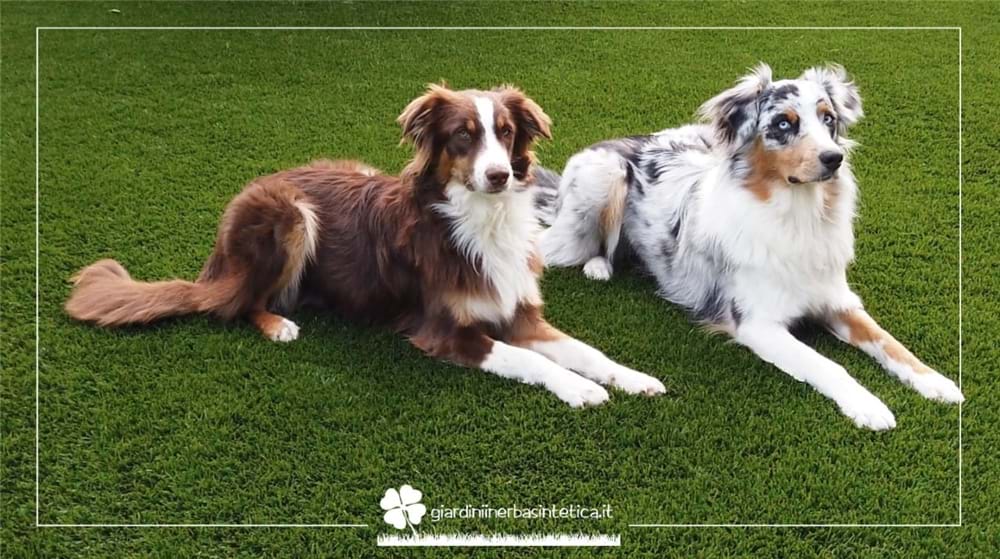 News Erba Sintetica per Cani